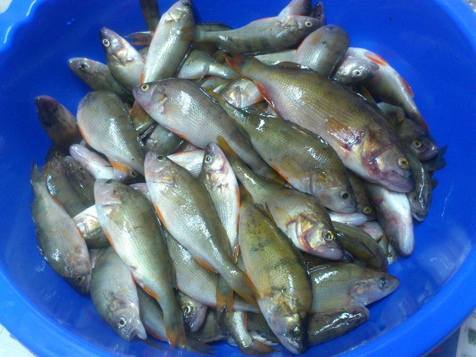 De-a lungul timpului - Biban la Dridu, 2013, pana sa umple lacul la loc